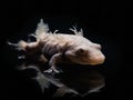 The Mystical Display of the Axolotl in Freshwater