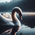 Beautiful swan glides across misty lake