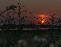 Mystical evening panorama of sun setting over the field Royalty Free Stock Photo