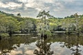 Mystical, fairytale like landscape inthe swamps of the Caddo Lake Royalty Free Stock Photo