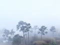 Mystical fog covered the quiet city. Mist silent hill and forest. White haze between the trees