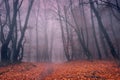 Mystical foggy beech forest.