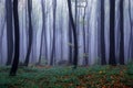 Mystical foggy forest of the beech trees. Autumn landscape. The early morning mist. Meadow covered with fallen orange leaves. Royalty Free Stock Photo