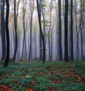 Mystical foggy forest of the beech trees. Autumn landscape. The early morning mist. Meadow covered with fallen orange leaves. Royalty Free Stock Photo