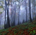 Mystical foggy forest of the beech trees. Autumn landscape. The early morning mist. Meadow covered with fallen orange leaves. Royalty Free Stock Photo