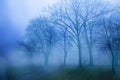 Mystical foggy forest in late Autumn. Fairy Mysterious Forest. Mystical atmosphere. Paranormal another world.