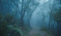 Mystical foggy forest. Foggy path in the woods Royalty Free Stock Photo