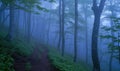 Mystical foggy forest. Foggy path in the woods Royalty Free Stock Photo