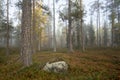 Mystical foggy morning at Oulanka National Park, Finland,during the time of autumn foliage Royalty Free Stock Photo