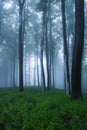 Mystical forest Royalty Free Stock Photo