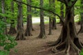 Mystical forest