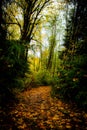 Into the mystical forest along a leaf-strewn path