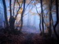 Mystical forest in blue fog in autumn. Dark woods
