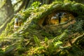 Mystical Forest Face Sculpture Covered in Moss and Ferns in Enchanted Woodland Setting Royalty Free Stock Photo
