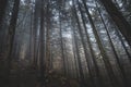 Mystical forest in fog in autumn. Misty landscape with spruce. Fairy tale spooky looking woods in a misty day. Primeral forest in