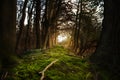 Mystical forest footpath with moss leading between dark trees t