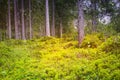 Mystical forest full of trees an green bushes