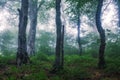 Mystical forest in heavy fog Royalty Free Stock Photo