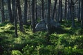 Mystical forest with large rocks and evergreen trees, Mieming, Austria Royalty Free Stock Photo