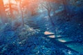 Mystical forest in the night