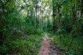 Mystical forest in spring. Scenery with path in dreamy foggy forest. Nature background