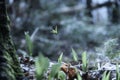 Mystical Forest Sprouts Enchanted Nature