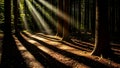 Mystical Forest Sunbeams: Golden Light Rays Piercing Through Woodland Canopy, Creating Dramatic Shadows on Earthy Path Royalty Free Stock Photo