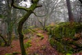 Mystical forest in the Vosges mountains