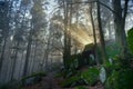 Mystical forest in the Vosges mountains