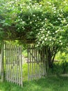 Mystical garden entrance