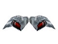 Mystical gray-red wings are on a white Royalty Free Stock Photo