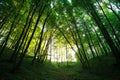 Mystical green forest in back-lit of sun Royalty Free Stock Photo