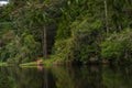 Mystical green forest of Brazil, mossy ground Royalty Free Stock Photo