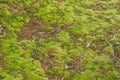 Mystical green forest of Brazil, mossy ground Royalty Free Stock Photo
