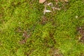 Mystical green forest of Brazil, mossy ground Royalty Free Stock Photo