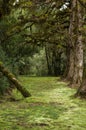 Mystical green forest of Brazil, mossy ground Royalty Free Stock Photo