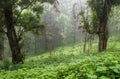 mystical green forest in a foggy morning