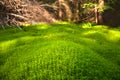 Wood deep moss in the forest. Green moss in the Carpathians. Royalty Free Stock Photo