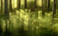 Mystical green mossy forest. Creative artistic motion blur.