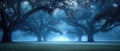 A mystical grove of trees in a blue-tinged fog Royalty Free Stock Photo