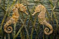 Mystical Guardians: Exploring the Enchanting Realm of Seahorses