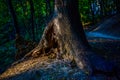 mystical hollow at the root of a tree close-up in the dusk of the forest