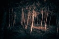 Mystical horror scary abstract forest to halloween. Clumsy dirty trees in the darkness in a mysterious paranormal frightening