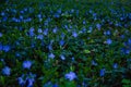 Mystical landscape of blooming meadow vivid blue periwinkle flowers