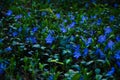 Mystical landscape of blooming meadow vivid blue periwinkle flowers