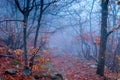 Mystical landscape, forest in the fall during the fog. Trees with bare branches Royalty Free Stock Photo