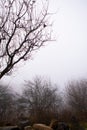 Mystical landscape, winter, fog. Lyrical mood. Frost, hoarfrost Royalty Free Stock Photo