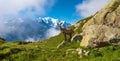 The mystical landscape of mountain shee near Mont Blanc in the F