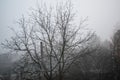 Mystical landscape, winter, fog. Lyrical mood. Frost, hoarfrost Royalty Free Stock Photo