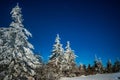 Mystical magical night landscape of snowy fir Royalty Free Stock Photo